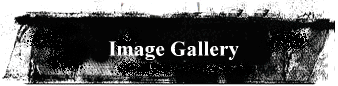 Image Gallery